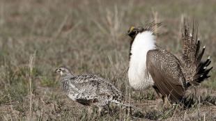 Sage Grouse, female and male with puffed white chest