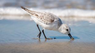 A Sanderlin in right profile while it buries its bill in wet sand while feeding, the foam of a wave's edge in the background.