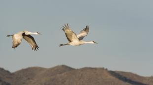 Dos grullas grises en vuelo