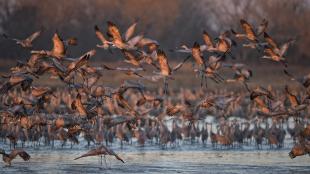 Sandhill Cranes