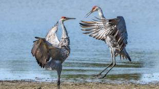 Sandhill Crane pair doing their leaping dance