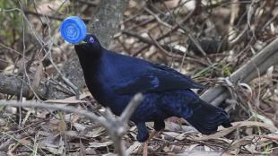 A male Satin Bowerbird holding a blue plastic bottle cap in his beak as he collected blue items to place around his nest.