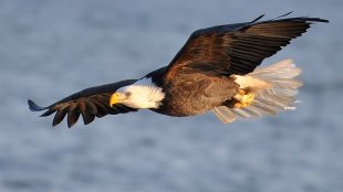 Bald Eagle fly-over