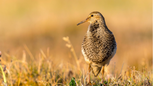 A Pectoral Sandpiper standing with his breast puffed out against a golden grassland background.