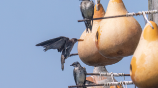 A colony of Purple Martins nesting in hanging gourds.