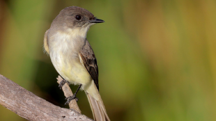 An Eastern Phoebe perched on a thick branch against a green background.