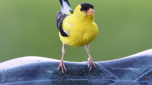 A male American Goldfinch perched on the rim of a clean birdbath against a green background.