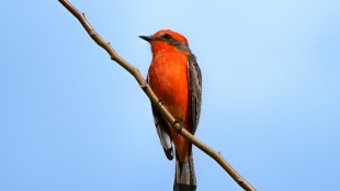 A male Vermilion Flycatcher perched on a thin branch against a blue sky.