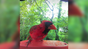 A male cardinal stands on the perch of a bird feeder camera