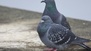Two feral rock pigeons sit close together on a concrete surface