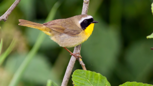 A male Common Yellowthroat warbler perched on a branch against green background.