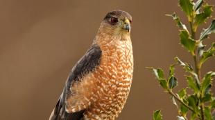 A Sharp-shinned Hawk with its dark red eyes, dark wings, and patterned white and reddish brown chest and belly stands on branches of holly tree. The background is soft out of focus light brown. 