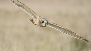 A Short-eared Owl glides through the air over a field, showing its bright yellow eyes and very wide wingspan.