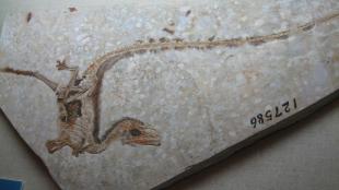 A Sinosauropteryx fossil photographed at the Henan Geological Museum, Zhengzhou, China. The body and long tail show traces of feathers preserved in the fossil.
