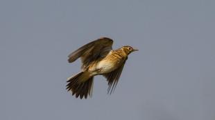 A Skylark in flight against a clear sky