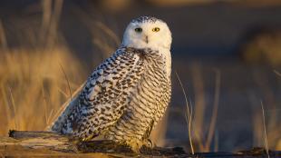 Snowy Owl perched and looking toward the viewer