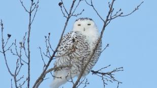 Snowy Owl