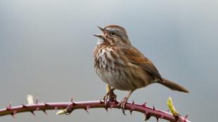 Singing Song Sparrow