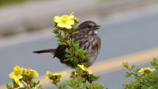 Song Sparrow singing, perched in a flowering plant with city street in background