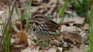 Song Sparrow