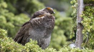 A male Sooty Grouse, perched on a branch amidst forest greenery, in his breeding plumage of dark grayish brown feathers, and orange "eyebrow" above his brown eye.