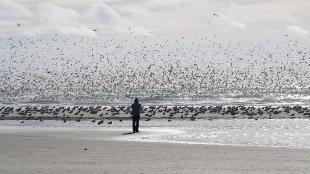 Flock of Sooty Shearwaters at the shore