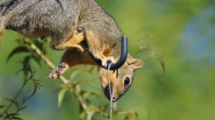 A squirrel balances on a metal hook that holds a birdfeeder