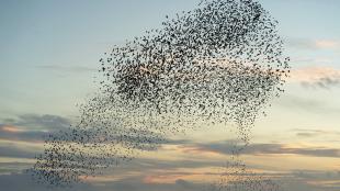 A murmuration of starlings 