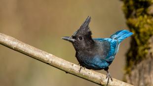 A Steller's Jay faces the viewer, showing bright blue while gripping a branch