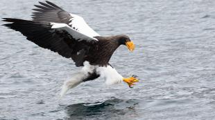 Steller's Sea Eagle poised in flight above water, about to catch prey