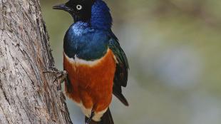 Superb Starling