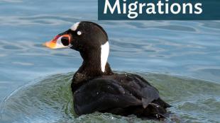 Surf Scoter swimming in clear lake water, lit by sunlight