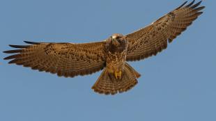 Swainson's Hawk in flight, wings outstretched against a clear sky