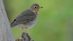 Swainson's Thrush