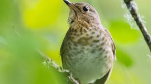 Swainson's Thrush