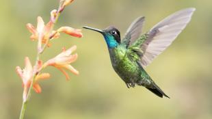 Iridescent green Talamanca Hummingbird hovering, poised to sip nectar from flowers.