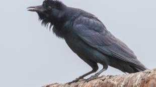 Tamaulipas Crow
