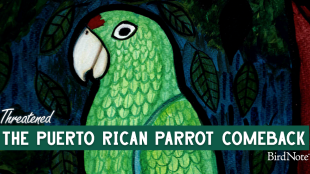 An illustration of a Puerto Rican Parrot with the text "The Puerto Rican Parrot Comeback"