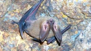 Townsend's Big-eared Bat