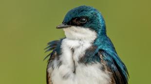 Closeup view of a Tree Swallow looking to its right, with white breast and throat, iridescent blue turquoise head and shoulders.