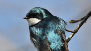 Tree Swallow