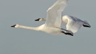 Trumpeter Swan pair in flight