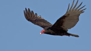 Turkey Vulture soaring with characteristic "V" wings