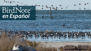 A large flock of shorebirds along a lakeshore with flamingos flying over nearby. "BirdNote en Español" appears in the top right corner.