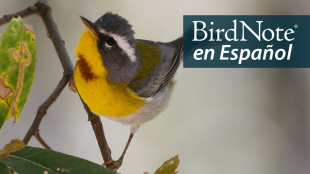 A Crescent-chested Warbler is perched on a tree branch. "BirdNote en Español" appears in the top right corner.