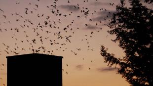 Vaux's Swifts circling chimney roost