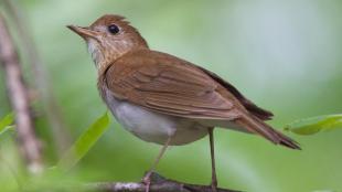 Veery perched on a branch, its head raised looking upwards