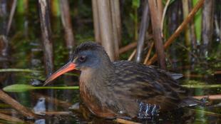 Virginia Rail