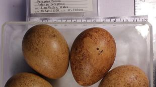 Display at the Western Foundation of Vertebrate Zoology, of peregrine falcon eggs collected in 1950 