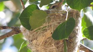 A Warbling Vireo sitting in its small nest that is attached to a slender branch.